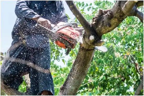 tree services Tazewell